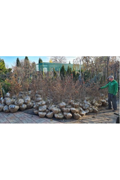 Граб звичайний (хлист)